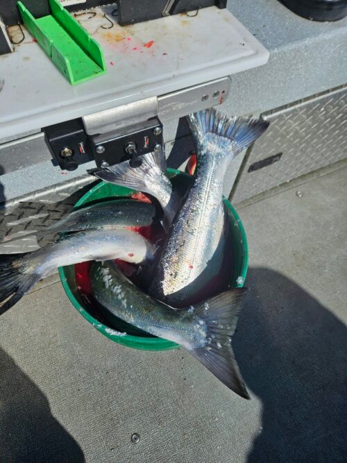 Bucket full of Ocean Caught Coho