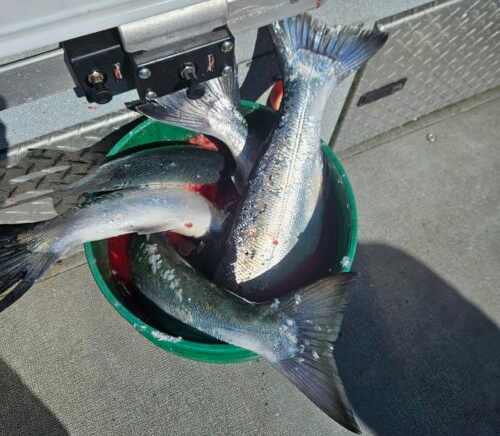 Bucket full of Ocean Caught Coho
