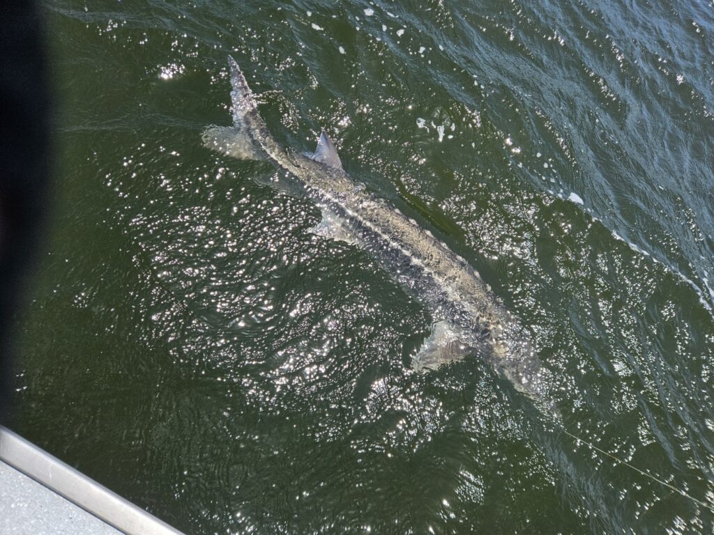 Big white sturgeon coming up alongside the boat