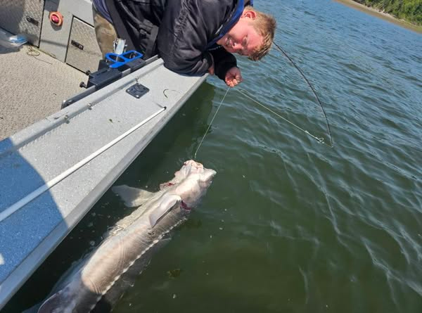 My son Bobby showing off a 6 foot sturgeon he reeled in while helping me with a Columbia River fishing trip