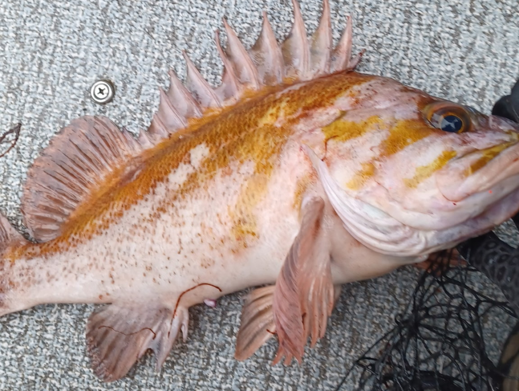 Beautiful Copper Rockfish caught during a lingcod and rockfish trip.