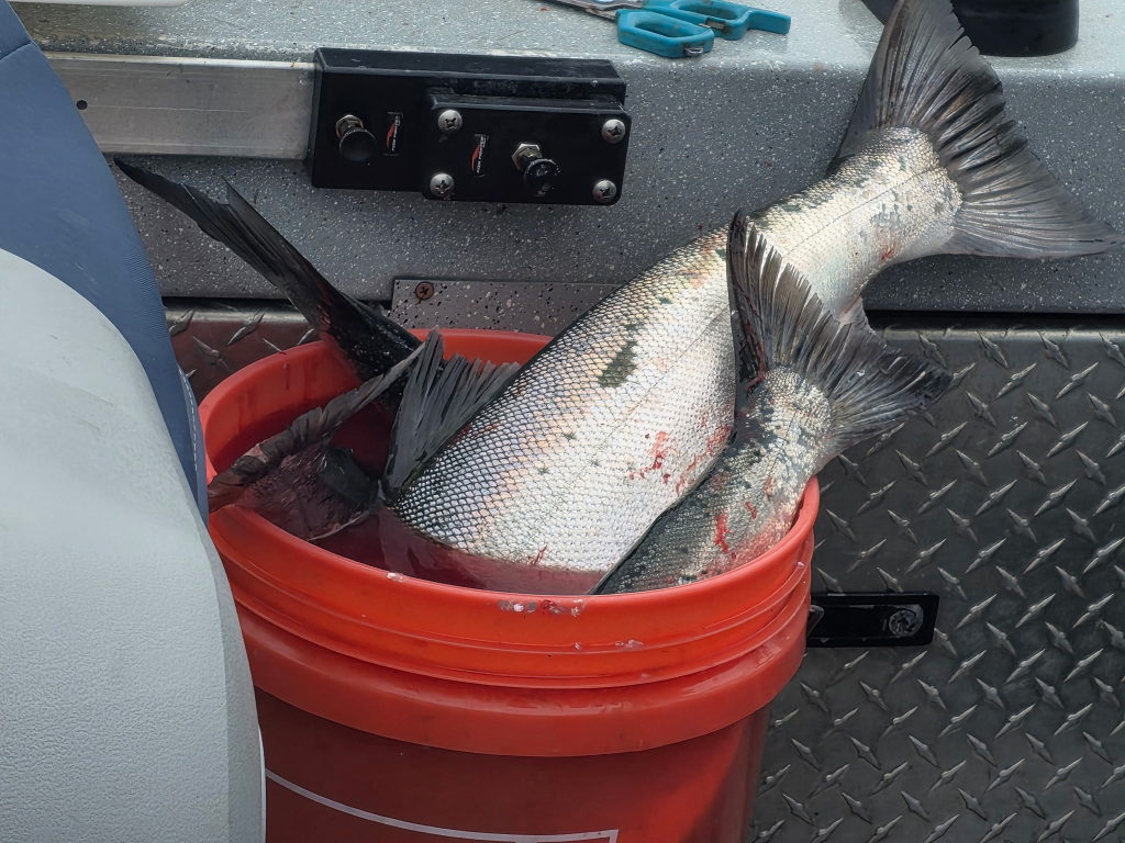A bucket of freshly caught coho getting ready for the ice on the first day of Buoy 10