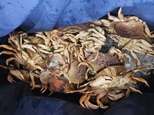 Bag full of freshly caught Dungeness Crab from near the Cape Disappointment lighthouse.