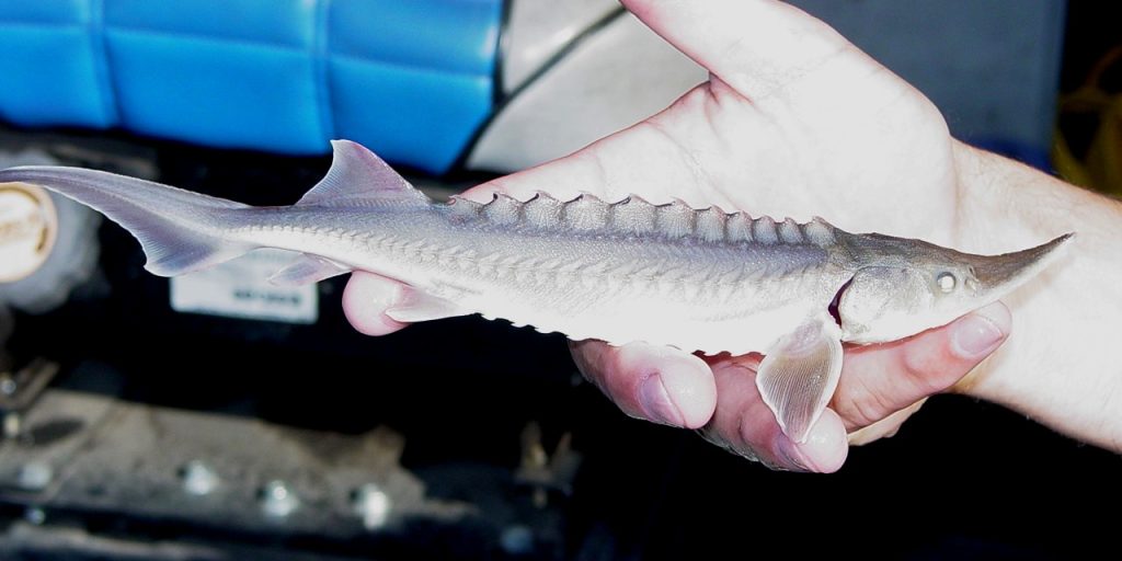 Young White Sturgeon