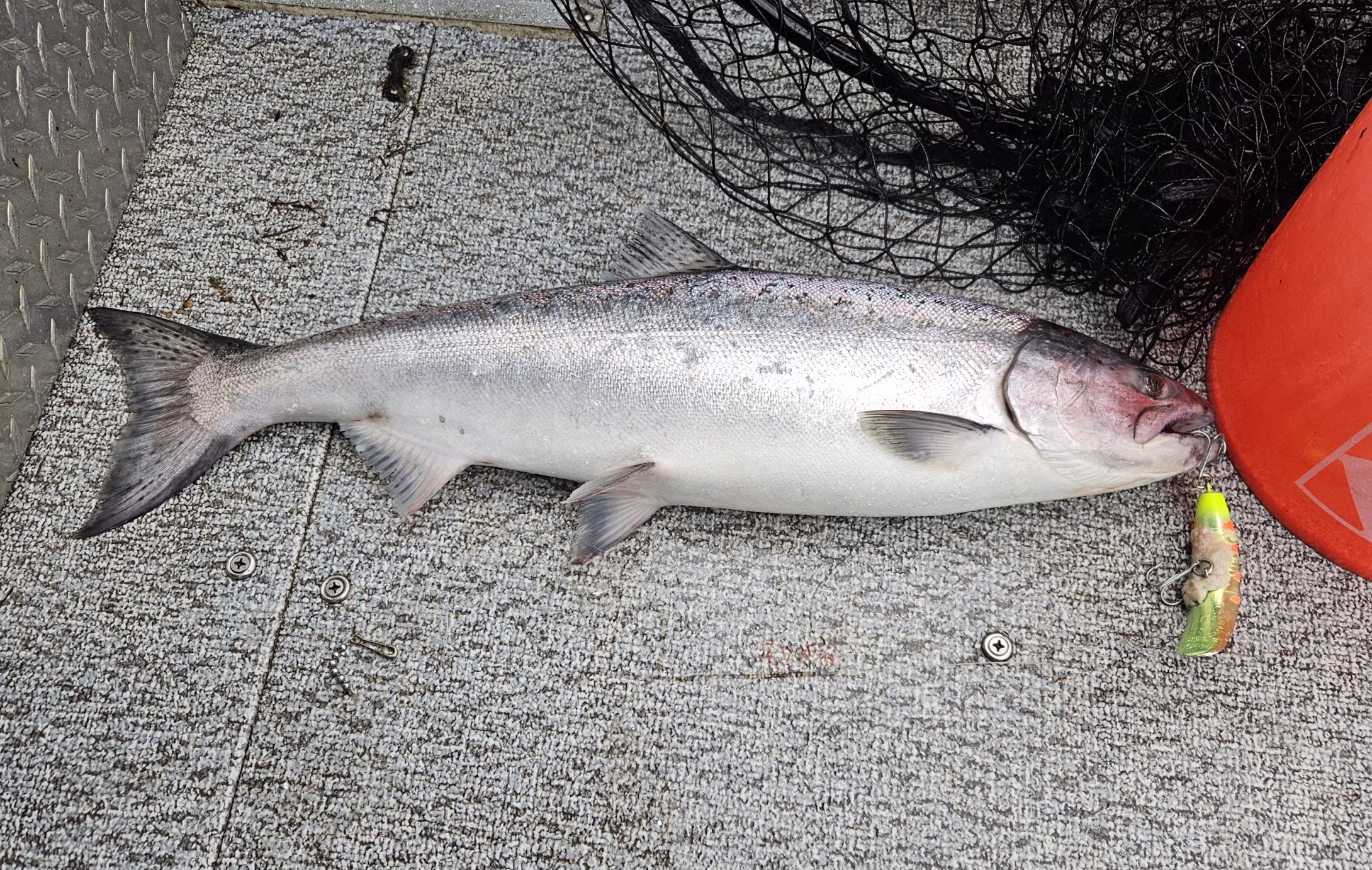 Spring Chinook Have Arrived!