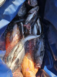 Ling Cod, Rock Fish, and Sturgeon, Oh My!