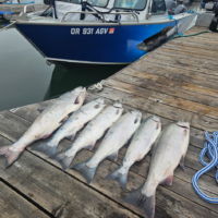Limits of large Coho and Chinook after a successful Buoy 10 fishing trip
